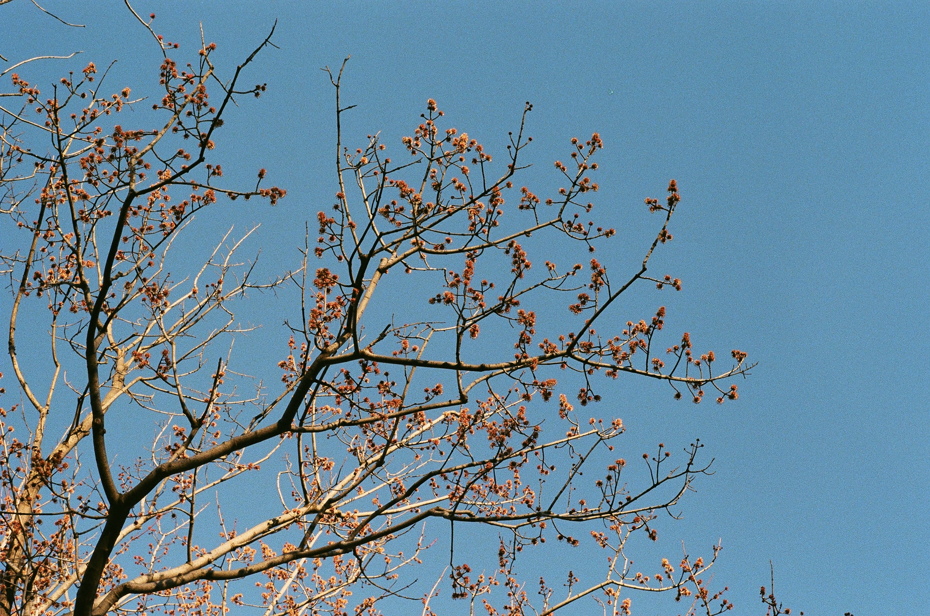 Buds in the Cold