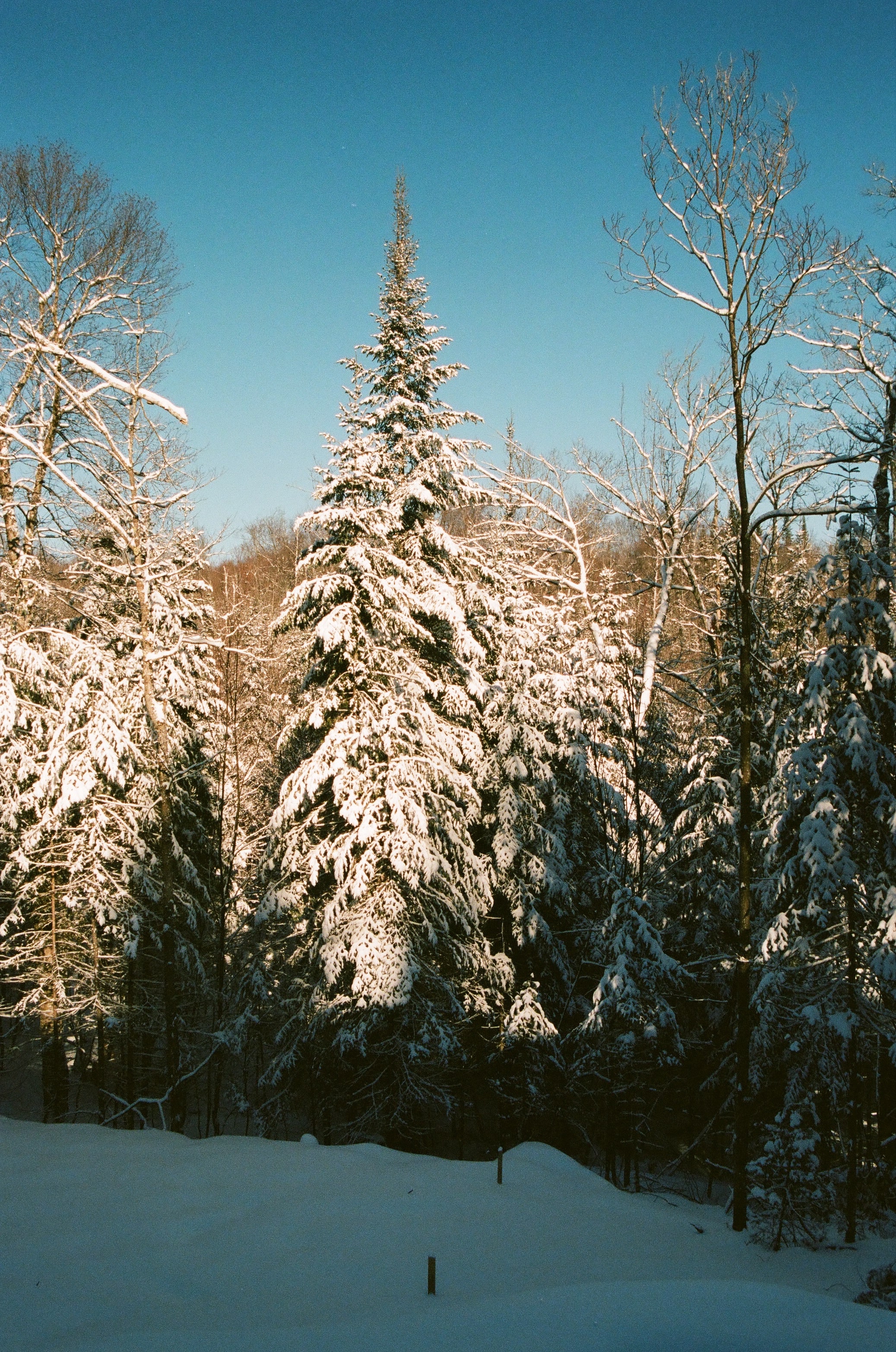 Cold Afternoon